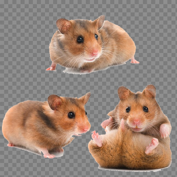 Hamster PNG Download Image