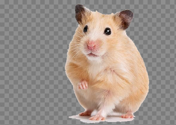 Hamster PNG Image Background