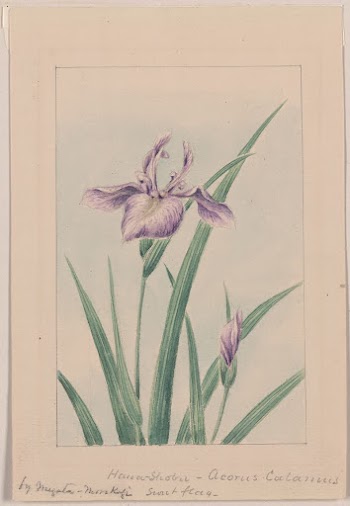 Hana&ndash;strobel during 1870&ndash;1880 by Megata | Free Photo - rawpixel
