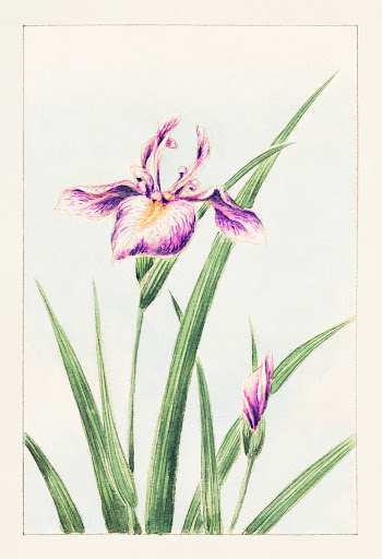 Hana&ndash;strobel during 1870&ndash;1880 by Megata Morikaga. Original from Library of Congress. Digitally enhanced by rawpixel.