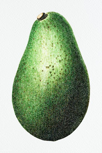 Hand colored avocado fruit design element | Free  illustration - 2354498