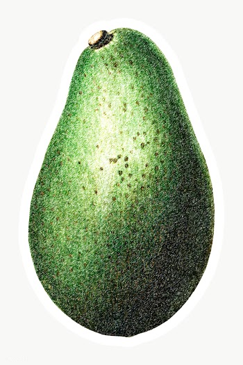 Hand colored avocado fruit sticker with a white border | Free  transparent png - 2354466