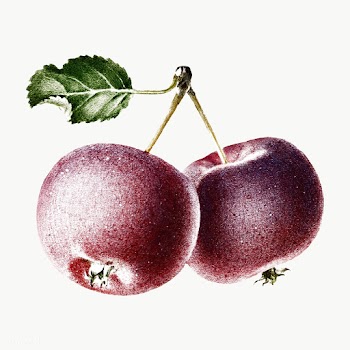 Hand colored cherries design element | Free  transparent png - 2343808