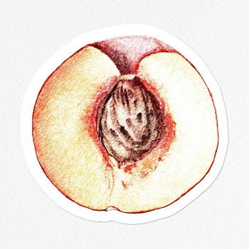 Hand colored half of peach fruit sticker with white border | Free  illustration - 2352232
