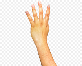 Hand Download - Arm Transparent Background png download - 540*720 ...