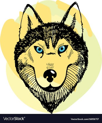 Hand draw husky portrait vector image