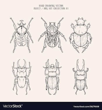 hand drawing bug insect set collection 01