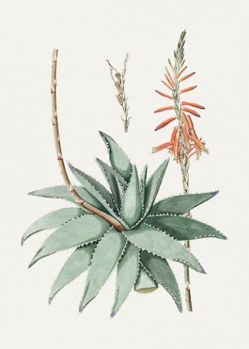 Hand drawn aloe vera. Original | Free Photo Illustration - rawpixel