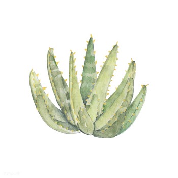 Hand drawn aloidendron ramosissimum plant | Free stock vector - 399373