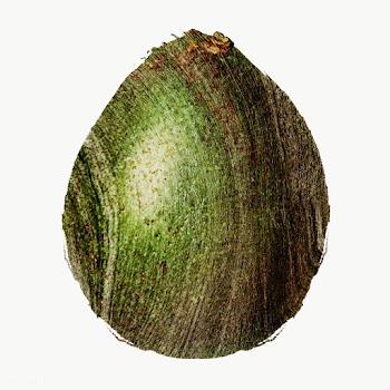 Hand drawn avocado brush stroke style sticker overlay | Free  transparent png - 2346967
