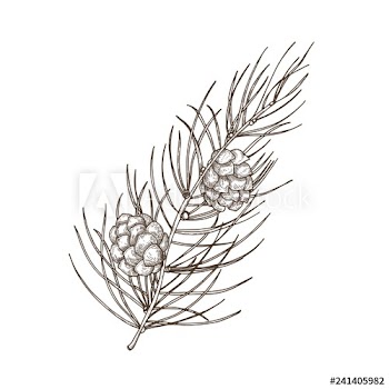 Hand drawn beautiful botanical drawing of pine branch with needle-like foliage and cones