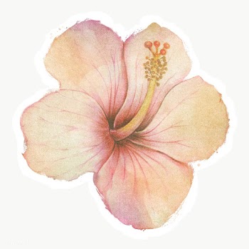 Hand drawn beige hibiscus flower watercolor style sticker with white b.. | Free  transparent png - 2342821