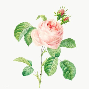 Hand drawn blooming pink rose with sparkle design element | Free  transparent png - 2338027