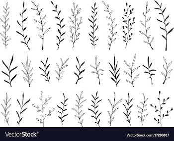 hand drawn botanical decorative design elements