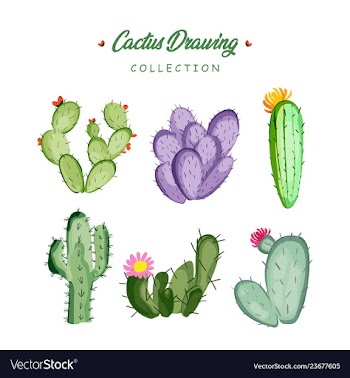 Hand drawn cactus collection vector image
