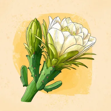 Hand-Drawn Cartoon Style Kadupul Flower Illustration Hand-Drawn Cartoon Style Kadupul Flower Illustration