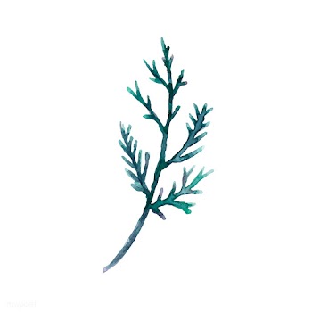 Hand-drawn cedar branch watercolor style vect.. | Free stock vector - 489308