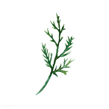 Hand-drawn cedar branch watercolor style vect.. | Free stock vector - 489318