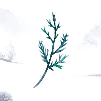 Hand-drawn cedar branch watercolor style vect.. | Free stock vector - 489347