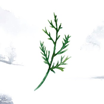 Hand-drawn cedar branch watercolor style vect.. | Free stock vector - 489348