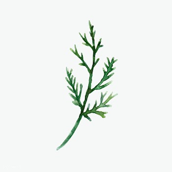Hand-drawn cedar branch watercolor style vect.. | Free stock vector - 489381