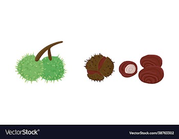 hand drawn chestnut fruit