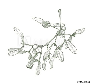 Hand drawn detailed drawing of mistletoe sprig with berries and leaves