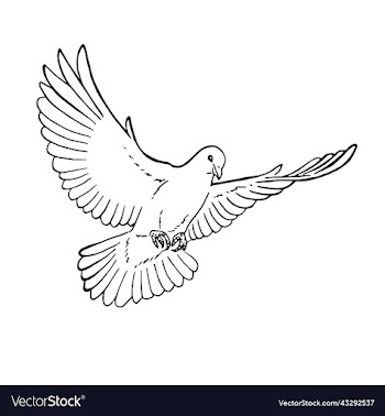 hand drawn dove outline line art style isolated