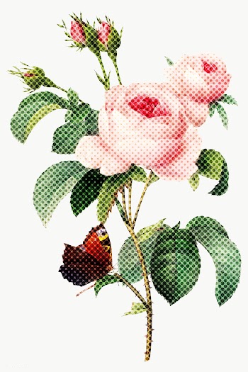 Hand drawn english rose halftone style sticker overlay | Free  transparent png - 2346788