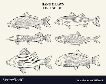 hand drawn fish set 01