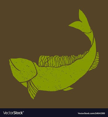 Hand drawn fish vector image