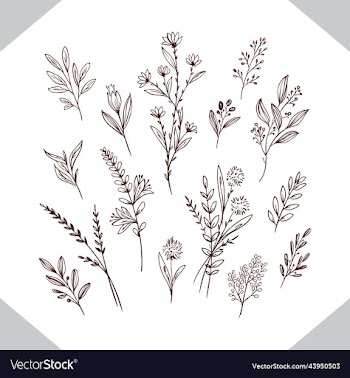 hand drawn floral decorative elements