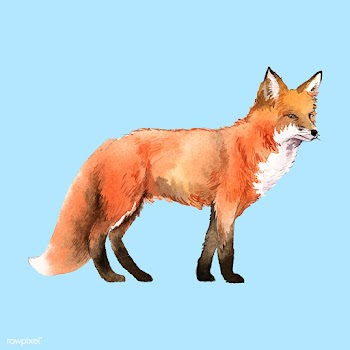 Hand-drawn fox watercolor style | Free stock vector - 489185