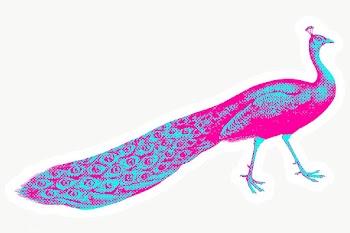 Hand drawn funky peacock halftone style sticker overlay with a white b.. | Free  transparent png - 2345216