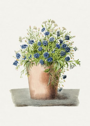 Hand drawn garden lobelia in a pot. | Free Photo Illustration - rawpixel