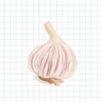 Hand drawn garlic watercolor style | Free stock vector - 393018