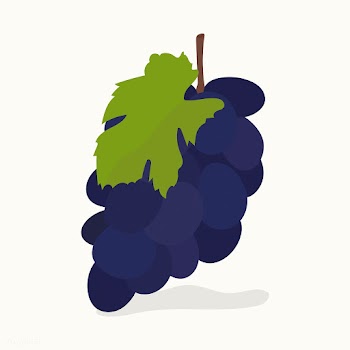 Hand drawn grapes fruit illustration | Free stock vector - 416999