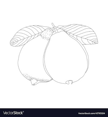 hand drawn guava for coloring books linear