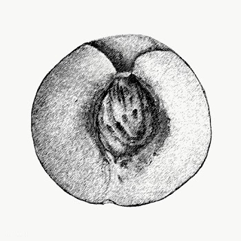 Hand drawn half of peach fruit design element | Free  transparent png - 2352216