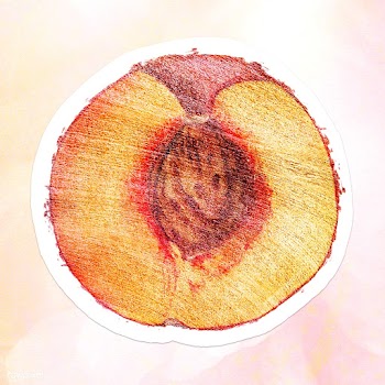 Hand drawn half of peach fruit sticker with white border | Free  illustration - 2352223