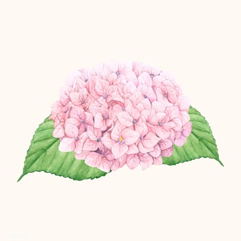 Hand drawn hydrangea flower isolated | Free stock vector - 399571