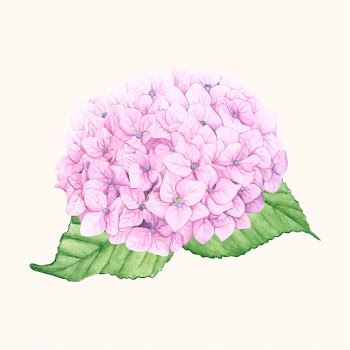 Hand drawn hydrangea flower isolated | Free stock vector - 399595