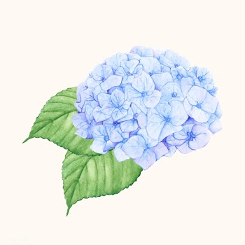 Hand drawn hydrangea flower isolated | Free stock vector - 399608
