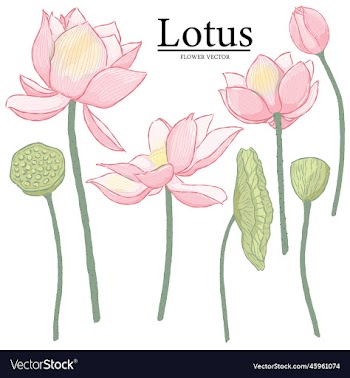 hand drawn lotus flower elements
