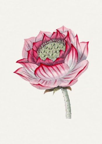 Hand drawn lotus. Original from Biodiversity | Free Photo Illustration - rawpixel