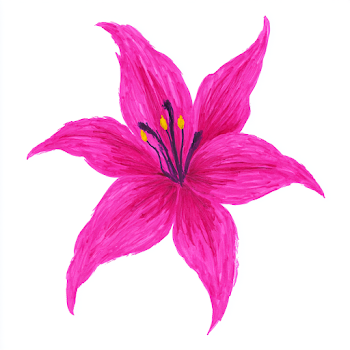 Hand-Drawn Magenta Lily Flower Illustration