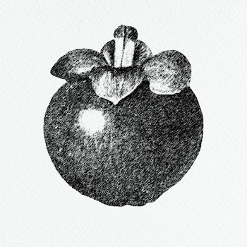 Hand drawn mangosteen fruit design element | Free  illustration - 2352192
