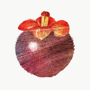 Hand drawn mangosteen fruit design element | Free  transparent png - 2352214