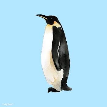 Hand-drawn mature emperor penguin watercolor .. | Free stock vector - 489337