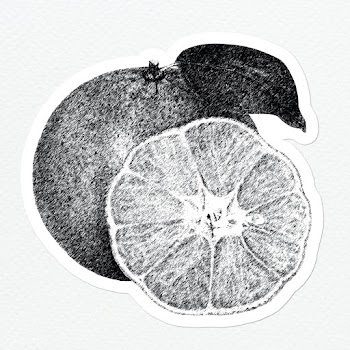 Hand drawn monotone orange fruit sticker with a white border | Free  illustration - 2354439